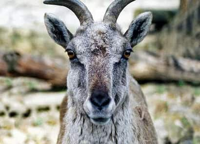 動物図鑑・バーラル